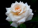 Fee rose photo