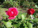 Souvenir of Wootton rose photo