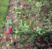 Souvenir of Wootton rose photo