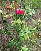 Souvenir of Wootton rose photo