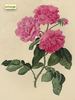 Madame Desprez rose photo
