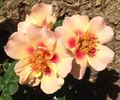 Eyeconic rose photo