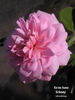 Roi des Aunes rose photo