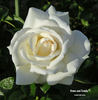 Home and Family ™ rose photo