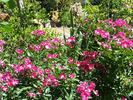 Madame Francisque Favre rose photo