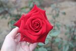 Netujoh rose photo