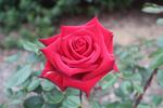 Netujoh rose photo