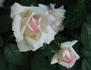 Poker ® rose photo