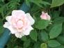 Choo-Choo Centennial rose photo