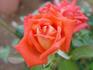Imagination rose photo