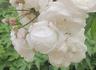 Vibert rose photo