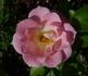 Jenny's Rose rose photo