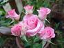 Orlando ™ rose photo