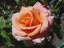 Caramel Sunset rose photo