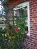 Schleswig 87 rose photo
