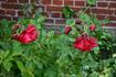 Johannisfeuer ® rose photo