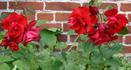 Johannisfeuer ® rose photo