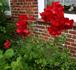 Johannisfeuer ® rose photo