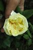 Belle Lyonnaise rose photo