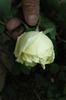 Belle Lyonnaise rose photo