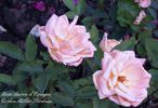 Aurore d'Espagne rose photo