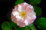 Lady of the Dawn rose photo