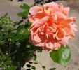 Field Roebuck rose photo