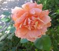 Field Roebuck rose photo
