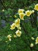 Pteragonis rose photo