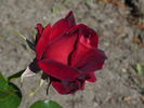 Madame Delbard ® rose photo