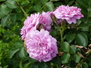 Louis Jolliet rose photo