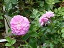 Louis Jolliet rose photo