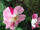 Dapple Dawn rose photo