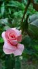 Silberzauber rose photo