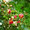 Certinia rose photo