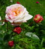 Certinia rose photo