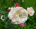 Certinia rose photo