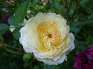 Certinia rose photo