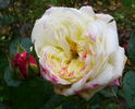 Certinia rose photo