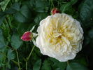 Certinia rose photo
