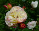 Certinia rose photo