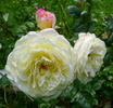 Certinia rose photo