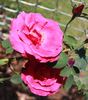 Richmond, Cl. rose photo