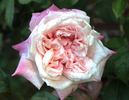 Anna Jung rose photo