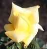 Madame Marie Curie rose photo