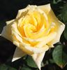 Madame Marie Curie rose photo