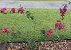 Richmond, Cl. rose photo