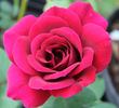 Night rose photo