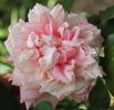 Anna Jung rose photo