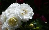 Pillow Fight ™ rose photo